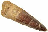 Fossil Spinosaurus Tooth - Real Dinosaur Tooth #312999-1